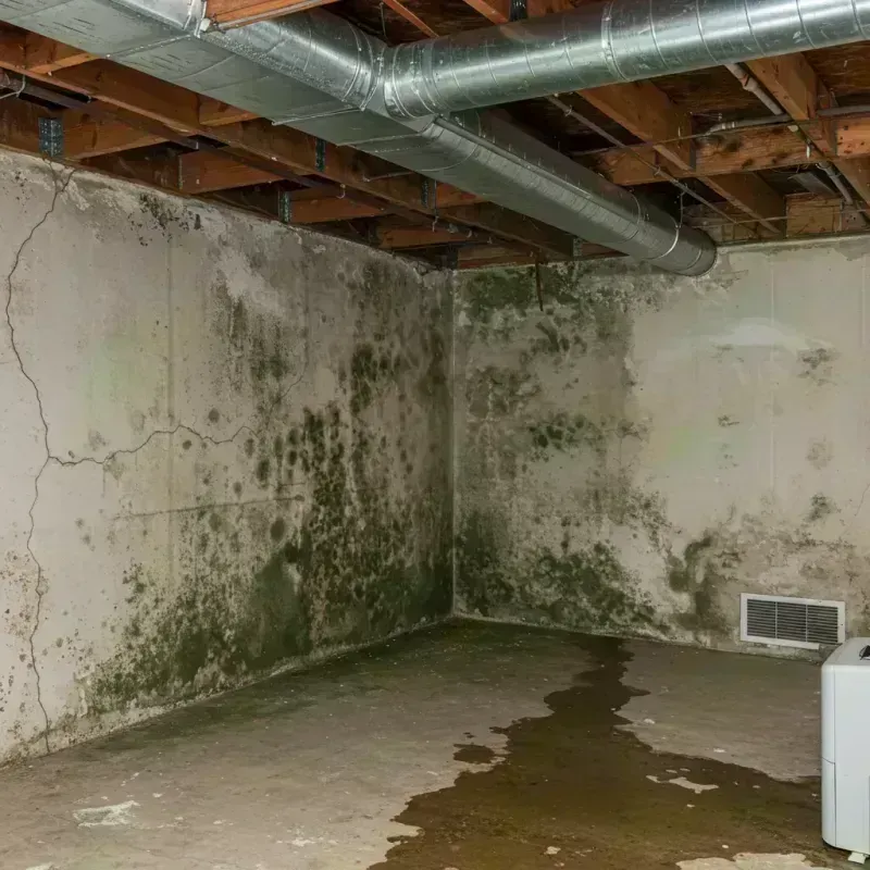 Professional Mold Removal in Saint Anne, IL